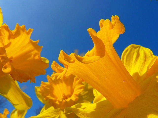 Flor