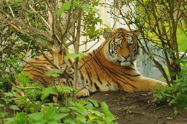 tigre